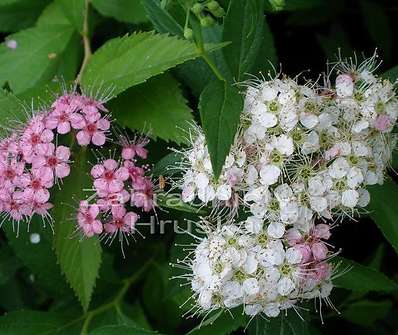 tavolník - Spiraea japonica 'Shirobana'