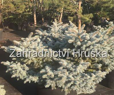 smrk - Picea pungens 'Globosa'