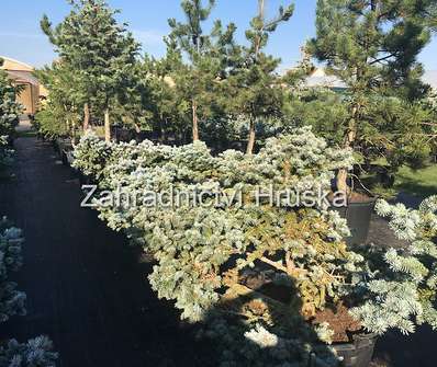 smrk - Picea pungens 'Globosa'