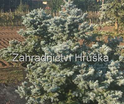 smrk - Picea pungens 'Glauca Globosa'