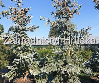 smrk - Picea pungens 'Hoopsii'