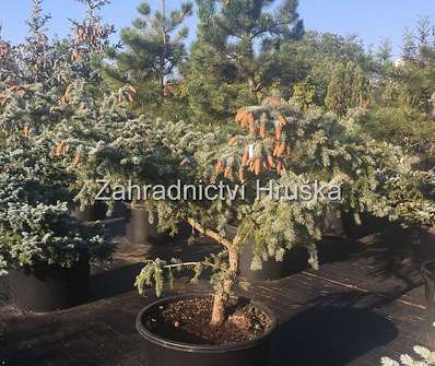 smrk - Picea pungens 'Hoopsii'
