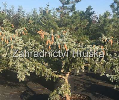 smrk - Picea pungens 'Hoopsii'