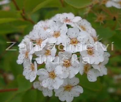 tavolník - Spiraea x vanhouttei