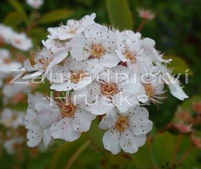 tavolník - Spiraea x vanhouttei