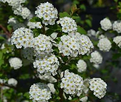 tavolník - Spiraea x vanhouttei