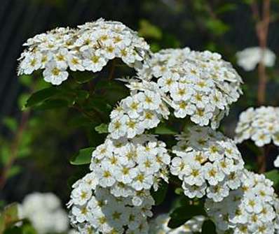 tavolník - Spiraea x vanhouttei