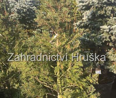 cypřišek - Chamaecyparis lawsoniana ´Alumii´