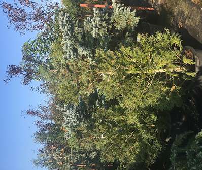 cypřišek - Chamaecyparis lawsoniana ´Alumii´