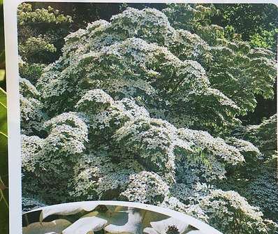 svída ( dřín ) - Cornus kousa var. chinensis