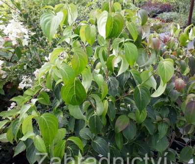 svída ( dřín ) - Cornus kousa var. chinensis
