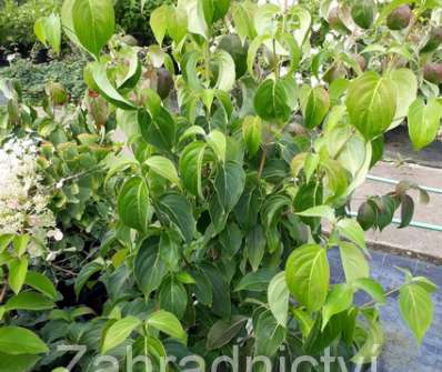 svída ( dřín ) - Cornus kousa var. chinensis