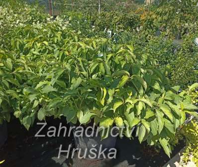 svída - Cornus sericea 'Kelseyi'