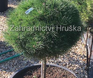 Borovice - Pinus nigra 'Bambino' KM.