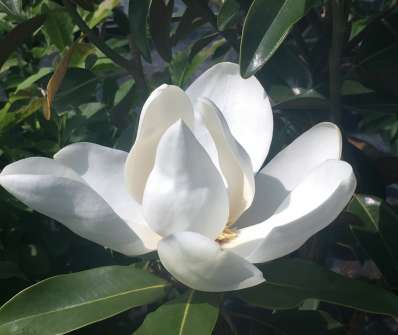 šácholan - Magnolia grandiflora 'Alta'