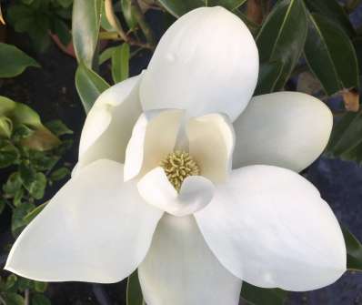 šácholan - Magnolia grandiflora 'Alta'