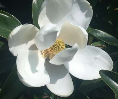 šácholan - Magnolia grandiflora 'Alta'