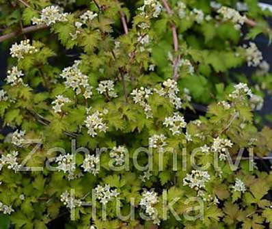 korunatka - Stephanandra insica 'Crispa'