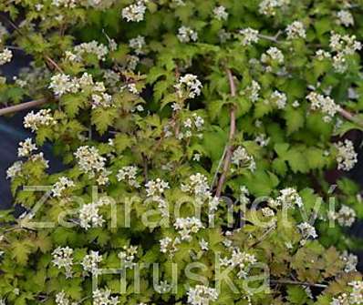 korunatka - Stephanandra insica 'Crispa'
