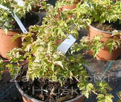 korunatka - Stephanandra insica 'Crispa'