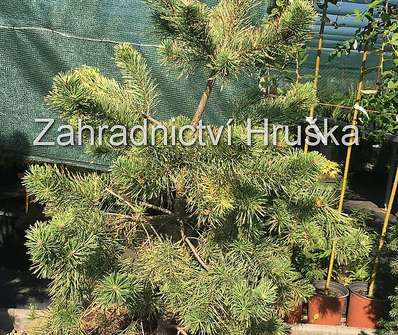 Borovice - Pinus sylvestris 'Gold Medal'