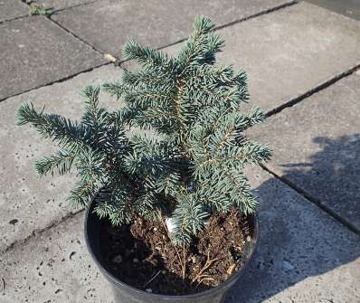 smrk - Picea pungens 'Walbrun'
