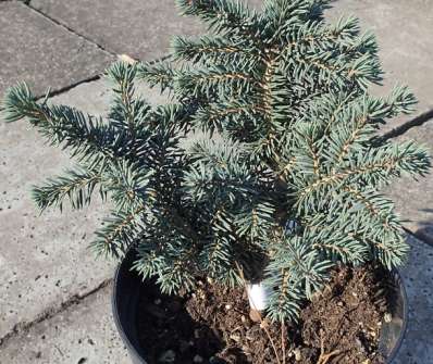 smrk - Picea pungens 'Walbrun'