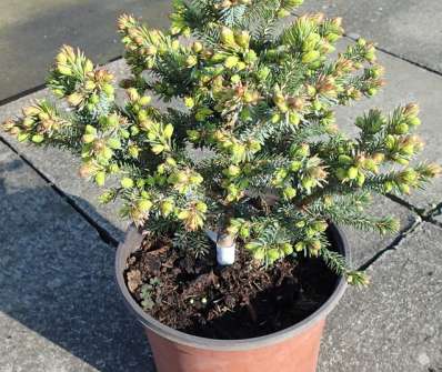 smrk - Picea omorika 'Peve Tijn'