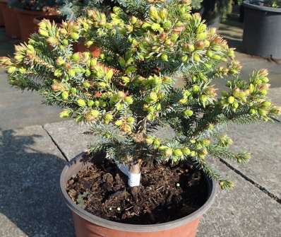 smrk - Picea omorika 'Peve Tijn'