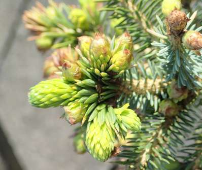 smrk - Picea omorika 'Peve Tijn'