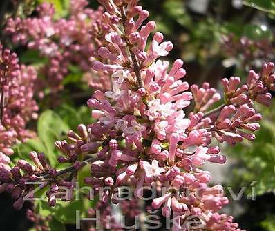 šeřík - Syringa mayerii 'Palibin'