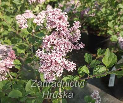 šeřík - Syringa mayerii 'Palibin'