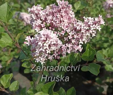 šeřík - Syringa mayerii 'Palibin'