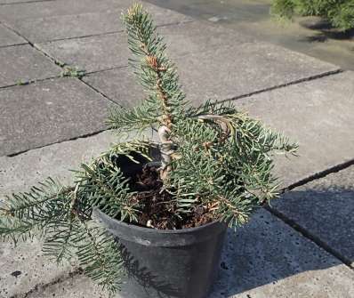 jedle - Abies procera 'La Graciosa'