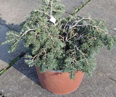 jedlovec - Tsuga canadensis 'Macrophylla'