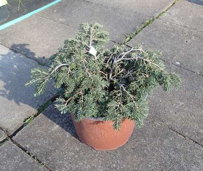 jedlovec - Tsuga canadensis 'Macrophylla'