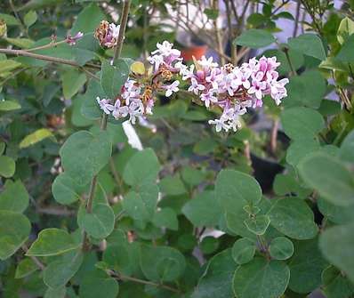 šeřík - Syringa x chinensis 'Superba'