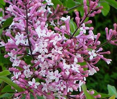 šeřík - Syringa x chinensis 'Superba'