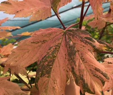 javor - Acer pseudoplatanus 'Hermitage'