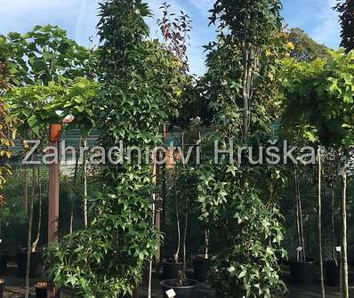 ambroň - Liquidambar styraciflua 'Fastigiata'