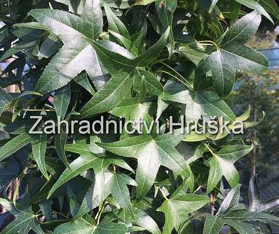 ambroň - Liquidambar styraciflua 'Fastigiata'