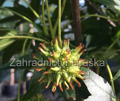 ambroň - Liquidambar styraciflua 'Fastigiata'