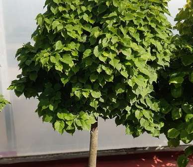 lípa - Tilia cordata 'Komsta'