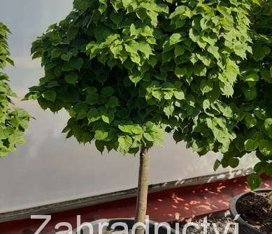 lípa - Tilia cordata 'Komsta'