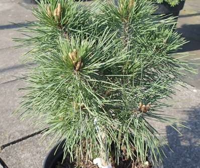 Borovice - Pinus densiflora 'Kim'