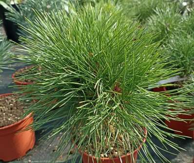 Borovice - Pinus densiflora 'Kim'