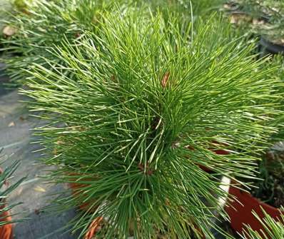 Borovice - Pinus densiflora 'Kim'