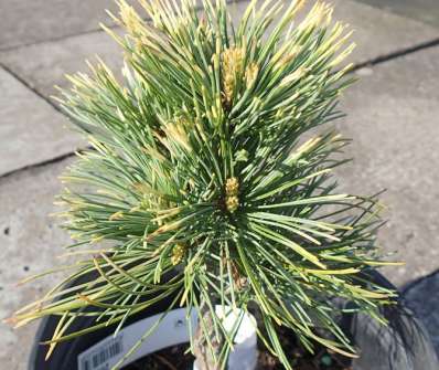 Borovice - Pinus parviflora 'Goldilock' ( syn ‚Tensu Kazu‘ )