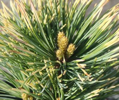 Borovice - Pinus parviflora 'Goldilock' ( syn ‚Tensu Kazu‘ )
