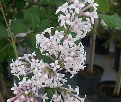 šeřík - Syringa x prestoniae 'Nocturno'